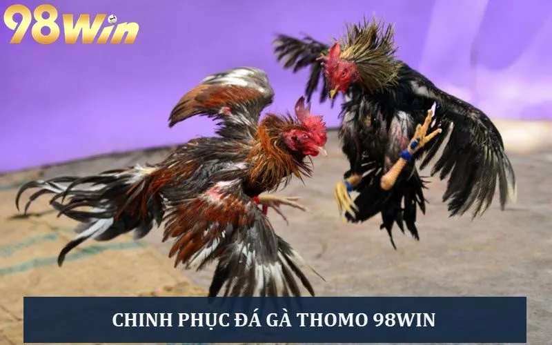 Xanh chín với các trường gà Thomo đỉnh cao