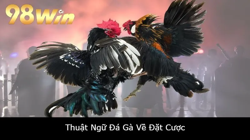 Thuật Ngữ Đá Gà Về Đặt Cược