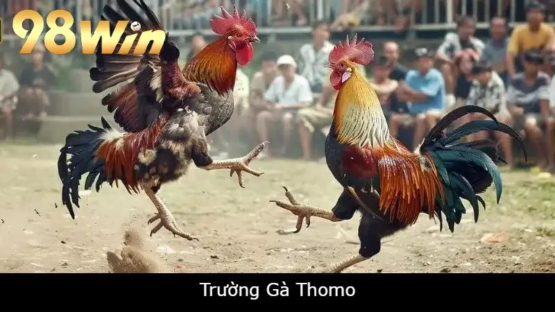 trường gà thomo 98win