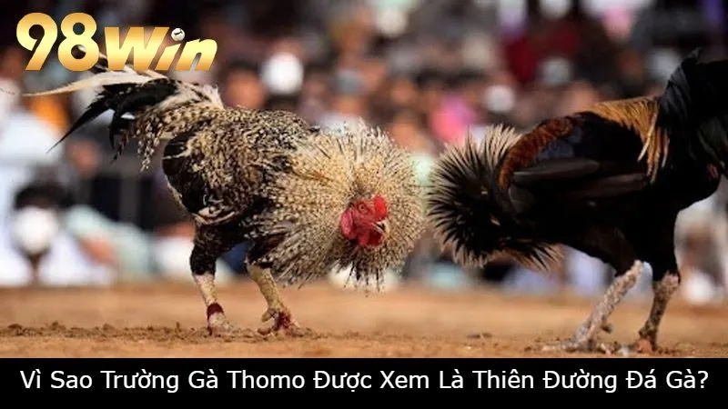 Vì Sao Trường Gà Thomo Được Xem Là Thiên Đường Đá Gà?